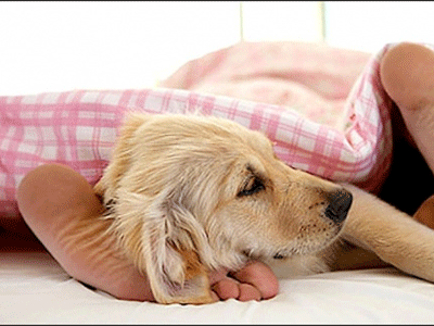 Αυστραλία: Πάνε για ύπνο με τα κατοικίδιά τους