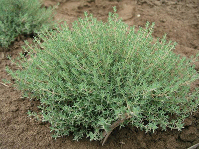 Θυμάρι: Φυσικός «σύμμαχος» της υγείας