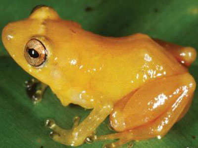 Ανακαλύφθηκε βάτραχος που «βάφει» τον εχθρό του