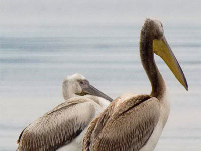 Εντοπίστηκαν νεκροί 6 αργυροπελεκάνοι στη λιμνοθάλασσα της Βάσσοβας