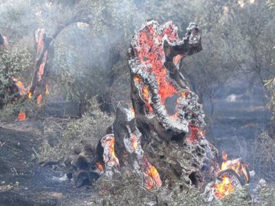 Ένας χρόνος από το κάψιμο του ελαιώνα της Άμφισσας