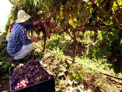 Πράσινο φως σε 18 ερευνητικά έργα για τρόφιμα και γεωργία