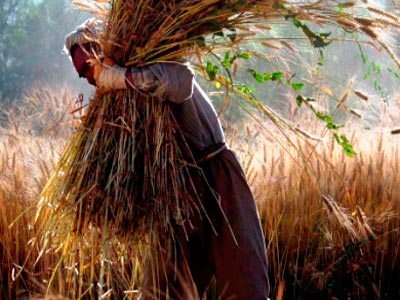 «Πράσινη» ενέργεια από αγροτικά απόβλητα