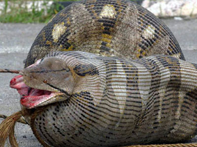 Ανακάλυψαν το μεγαλύτερο φίδι του κόσμου