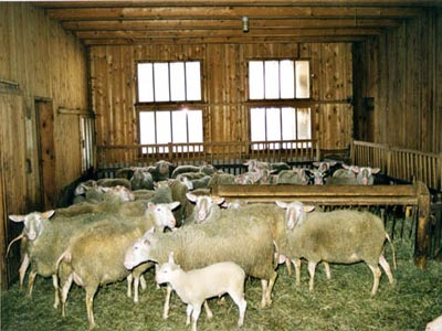 Φωκίδα: Έκλεβε αρνιά και ζωοτροφές