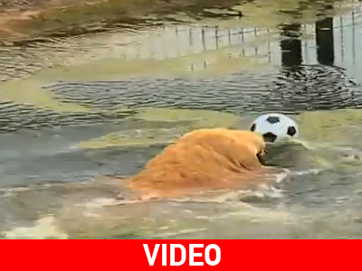 Λιοντάρι παίζει ποδόσφαιρο