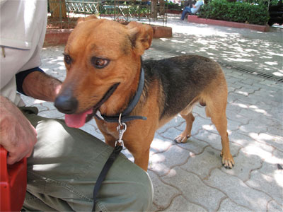 Ποιος θα τον υιοθετήσει ;