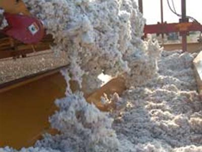 Από αύριο η καταβολή της ειδικής επιδότησης βάμβακος