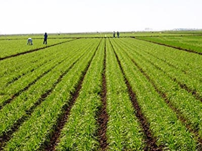 Βιολογική γεωργία: Ενημερωτικές συναντήσεις στην Αιτωλοακαρνανία