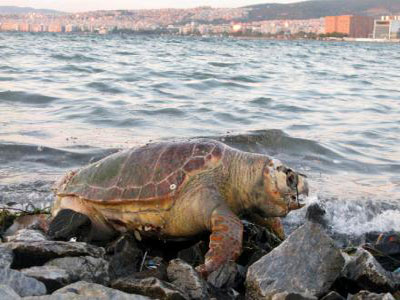 «Σήμα κινδύνου» για τις νεκρές θαλάσσιες χελώνες