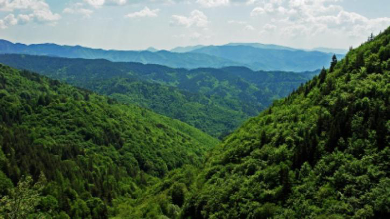 Αναδάσωση «μαμούθ» με ένα δις δέντρα στο Πακιστάν