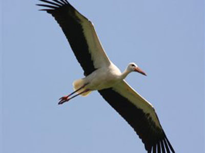 Απελευθερώθηκαν 5 λευκοί πελαργοί