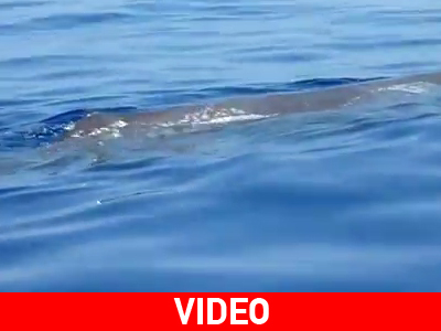 Μεγάλη φάλαινα εντοπίστηκε στην Κρήτη