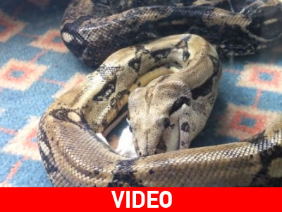 Ώρα για φαγητό