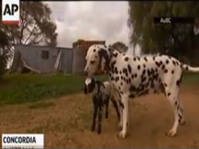 Σκυλί Δαλματίας υιοθέτησε ασπρόμαυρο αρνί