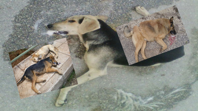 Συνεχίζονται οι δολοφονίες αδέσποτων στη Γλύφα Φθιώτιδας