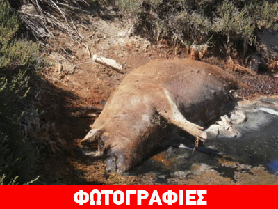Οικολογικό έγκλημα στη Νάξο