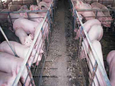 Λάρισα: Κλέβουν ακόμα και χοιροστάσια