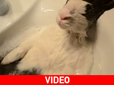 To κουνέλι απολαμβάνει το μπάνιο του;