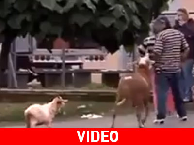 Κατσίκα τραμπούκος