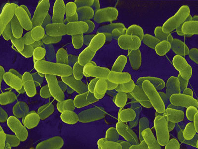 «Η επιδημία που προκλήθηκε από το βακτήριο Eceh έχει τελειώσει»