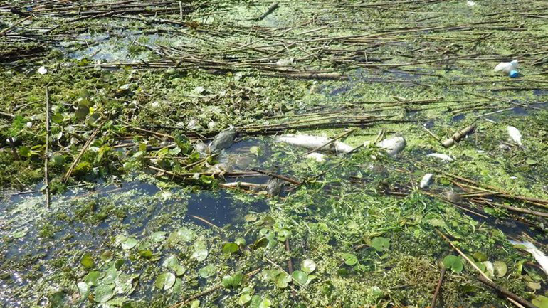 Εκατοντάδες νεκρά ψάρια και καβούρια στον ποταμό Λουδία Εκατοντάδες νεκρά ψάρια και καβούρια στον ποταμό Λουδία