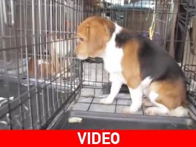 Σκύλοι πειραματόζωα ελευθερώνονται μετά από χρόνια