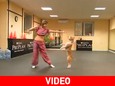 Πίτμπουλ χορεύει οριεντάλ