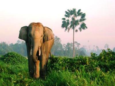 Οι ελέφαντες της Σουμάτρα κινδυνεύουν με εξαφάνιση