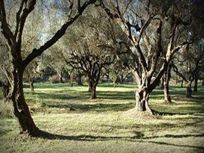 Aιτωλικό: Έκλεψαν 500 κιλά ελιές