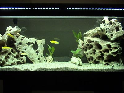 Έρευνα: Τα μικρά ενυδρεία κάνουν τα ψάρια επιθετικά