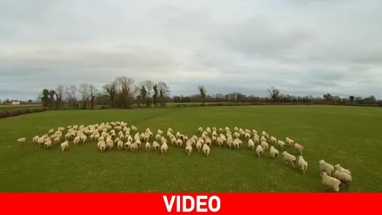 Βοσκός με drone καθοδηγεί τα πρόβατα – Τέρμα ο σκύλος