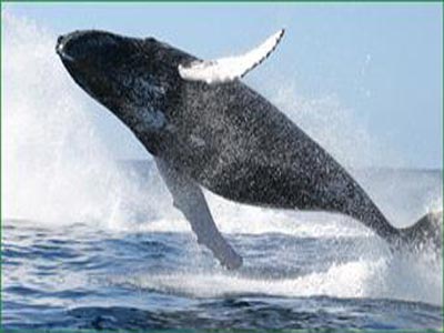 Οι φάλαινες στρεσάρονται από την ηχορύπανση