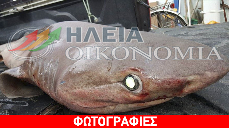 Καρχαρίας 120 κιλών πιάστηκε στο Κατάκολο