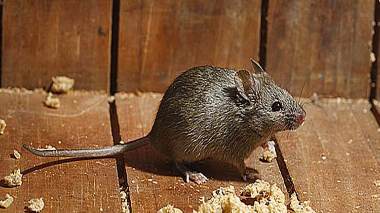 Εισβολή ποντικών στο δημαρχείο Κοζάνης Εισβολή ποντικών στο δημαρχείο Κοζάνης