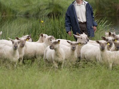 Σε απελπιστική κατάσταση οι κτηνοτρόφοι της Θράκης Σε απελπιστική κατάσταση οι κτηνοτρόφοι της Θράκης