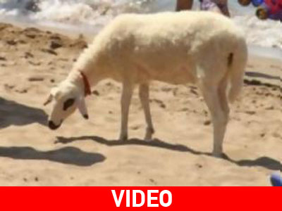 Η προβατίνα που …κάνει μπάνιο!
