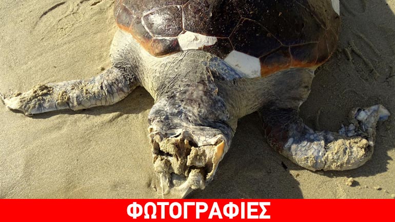 Άλλη μια νεκρή καρέτα καρέτα στη Νάξο!