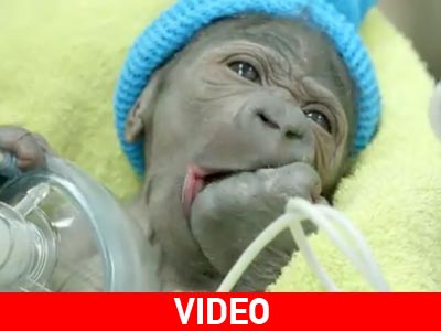 Γοριλάκι ήρθε στον κόσμο με καισαρική