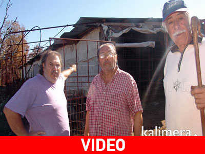 Κραυγή απόγνωσης από τους κτηνοτρόφους της Αρκαδίας