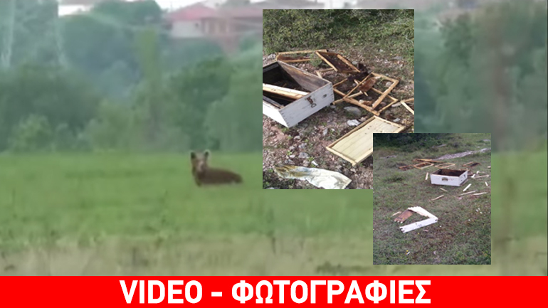 Αρκούδες σε Καστοριά και Φωκίδα αναζητούν τροφή κοντά σε κατοικημένες περιοχές