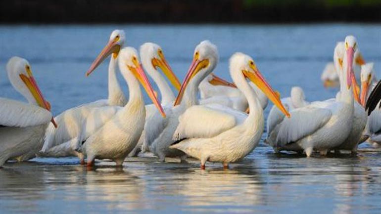 Βουλγαρία: Η γρίπη των πτηνών αιτία θανάτου 21 πελεκάνων στο φυσικό καταφύγιο Σρεμπάρνα