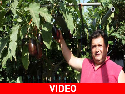 Πύργος: Μελιτζανιά για το βιβλίο Γκίνες Πύργος: Μελιτζανιά για το βιβλίο Γκίνες