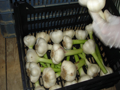 Έβρος: Στις 700.000 ευρώ η ζημιά στην παραγωγή σκόρδου από τις βροχοπτώσεις