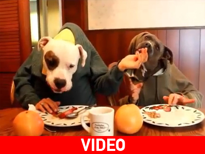 Σκύλοι που τρώνε σαν άνθρωποι