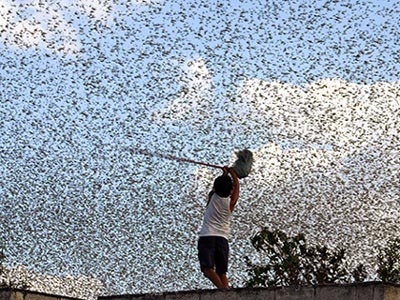 Μεγάλοι πληθυσμοί από ακρίδες σε περιοχές του Δήμου Τρικκαίων