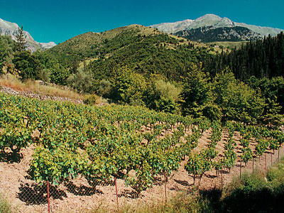 Υψηλοί οι πληθυσμοί της ευδεμίδας στα αμπέλια της Θεσσαλίας