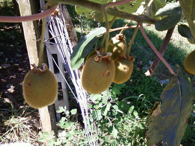 Έντομο απειλεί τις ακτινιδιές της Λάρισας