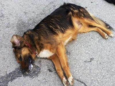 Χανιά: «Tέρας» εξόντωσε με δηλητήριο αδέσποτα