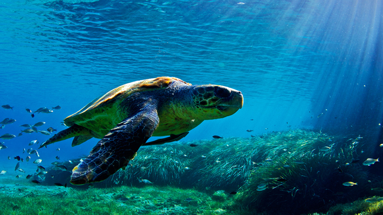 Οι θαλάσσιες χελώνες ενώνουν τον κόσμο!